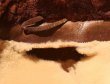 画像13: 50'S "WINDWARD" VINTAGE LEATHER CAR COAT (13)
